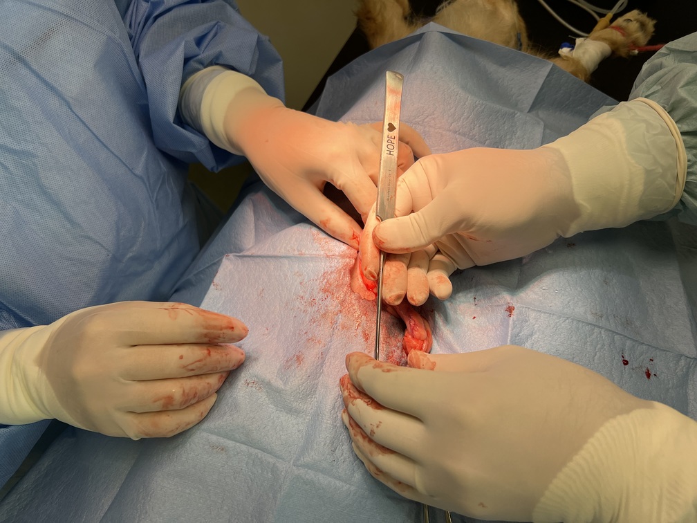 guided veterinary surgery