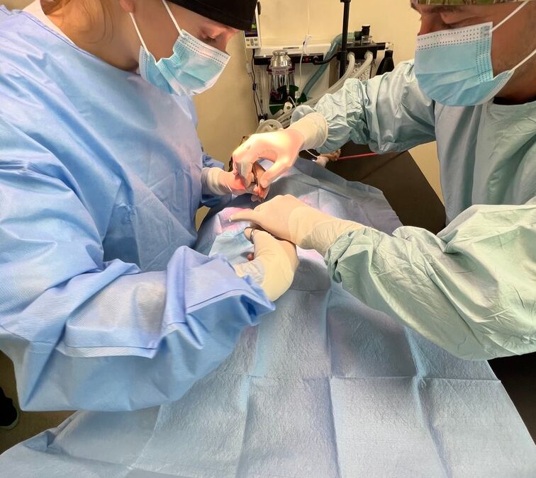 veterinary anesthesia training
