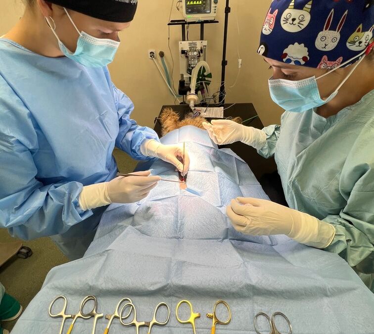 teaching veterinary hospital