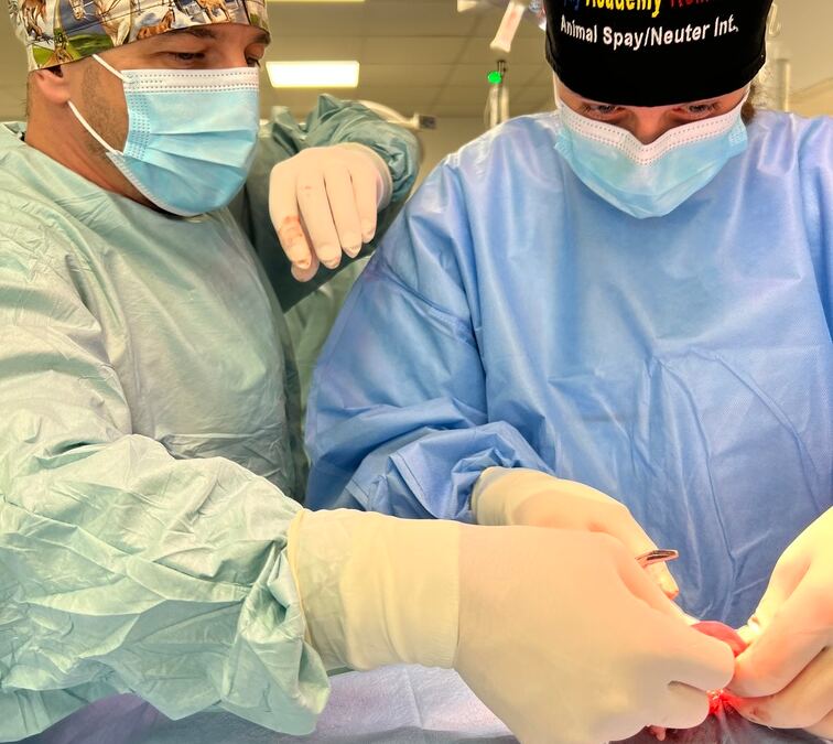 hands on animal surgery