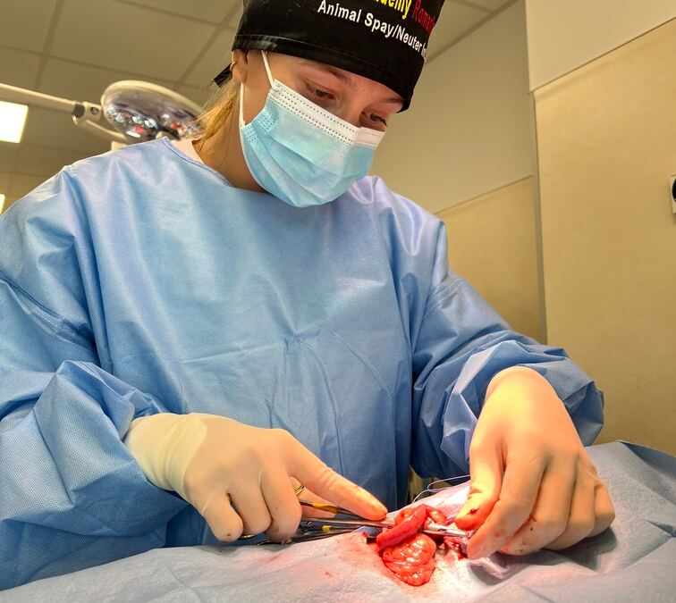 animal live surgery