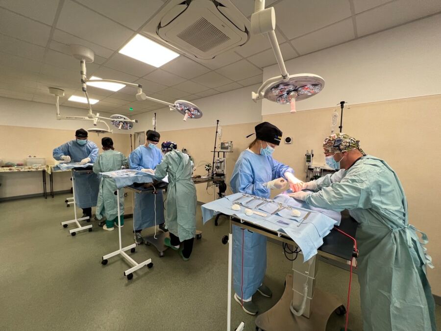 mini invasive dog surgery
