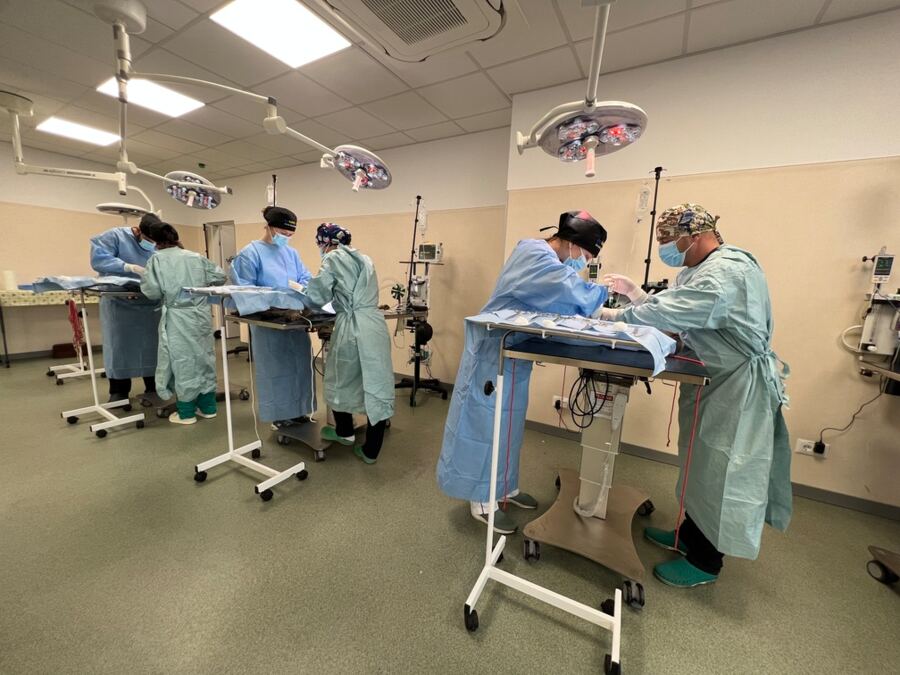 surgery dog
