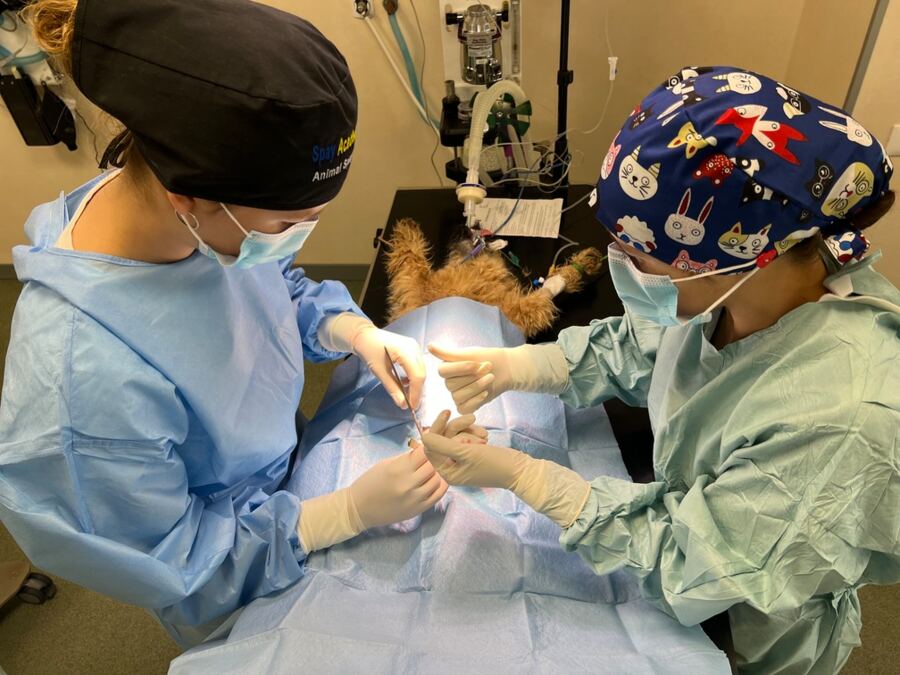 cat sterilisation surgery