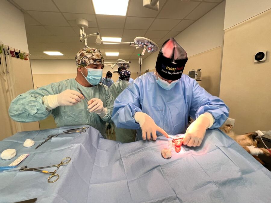 dog ovariohisterectomy