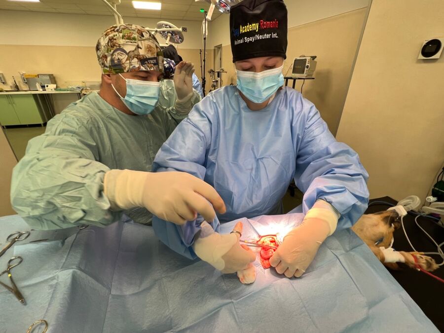 sole charge veterinary surgery