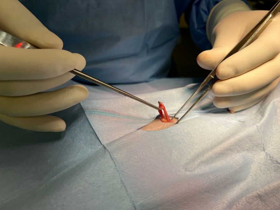 spay hook