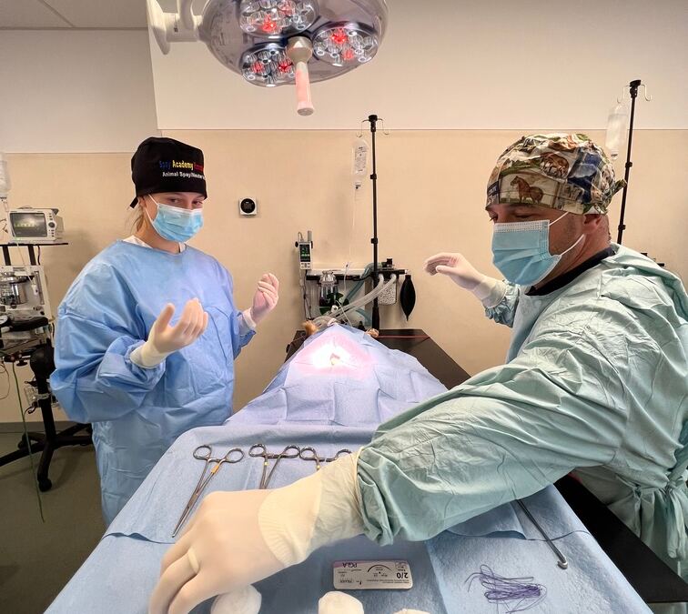 learning dog surgery