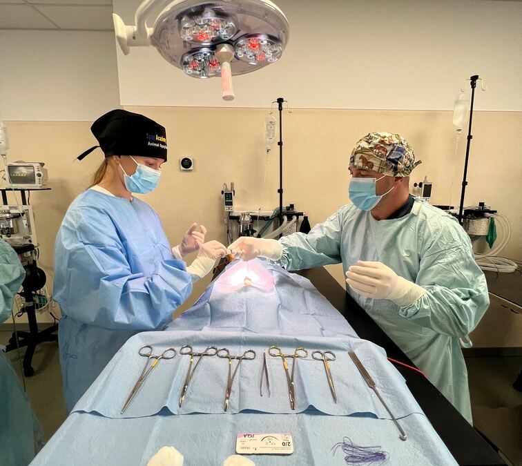 mini invasive dog surgery