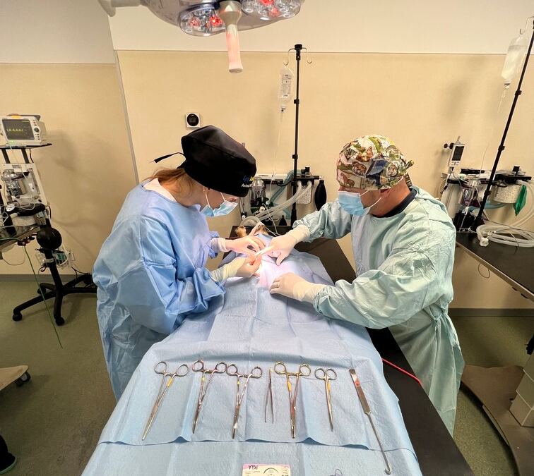 veterinary internship