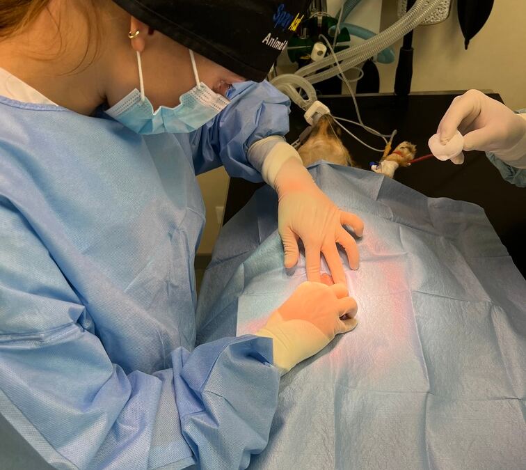 linea alba surgery